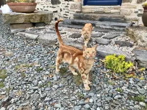les chats